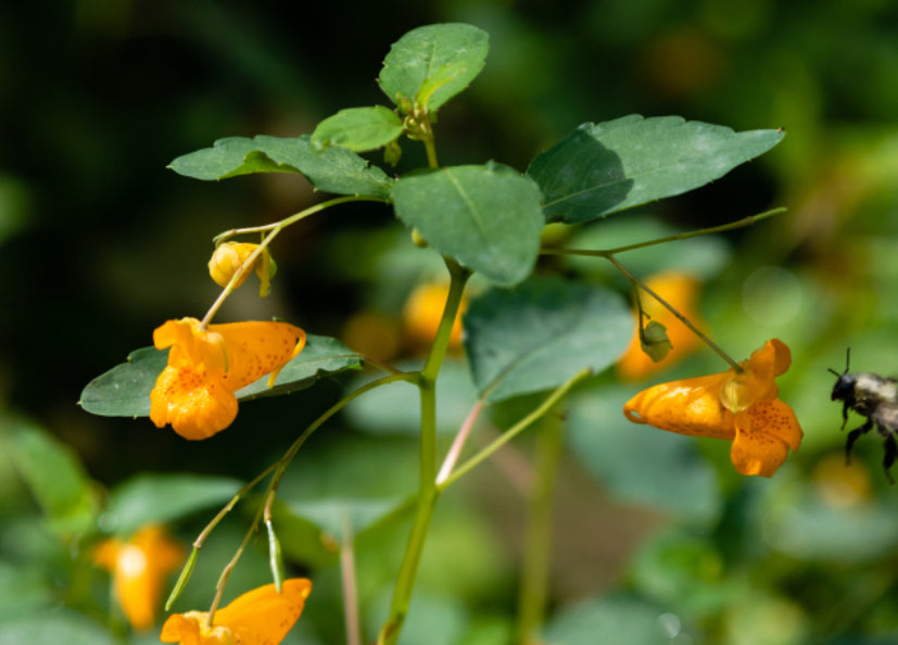 Relieve the Itch with Jewelweed